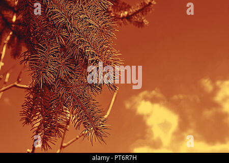 Tops of tree pine in sky with clouds, toned Stock Photo