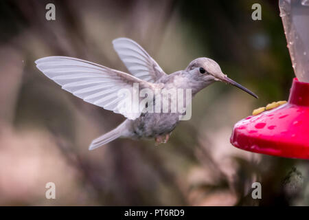Rare white Leucistic Magnificent Hummingbird (Eugenes spectabilis). San