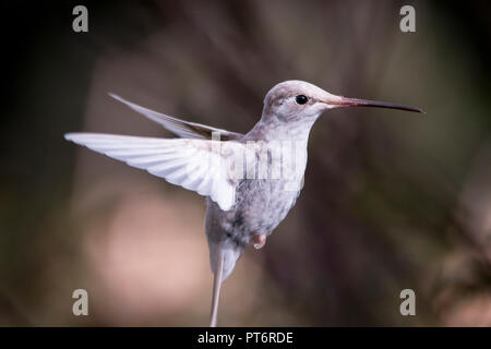 Rare white Leucistic Magnificent Hummingbird (Eugenes spectabilis). San
