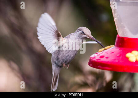 Rare white Leucistic Magnificent Hummingbird (Eugenes spectabilis). San