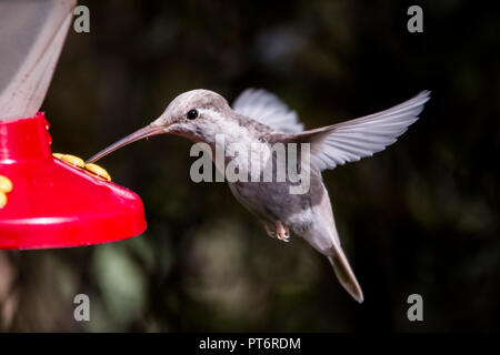 Rare white Leucistic Magnificent Hummingbird (Eugenes spectabilis). San