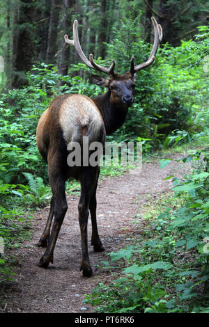 Elk encounter at Redwood National Forest Stock Photo