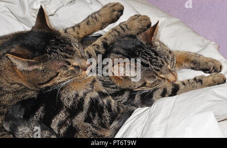 tabby cats, mother and son, snuggled down and sleeping on a duvet Stock Photo