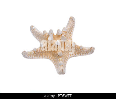 Dried specimen of Knobby Starfish isolated on white background. Horned Sea Star. Chocolate Chip Sea Star. Protoreaster nodosus, Class Asteroidea. Stock Photo