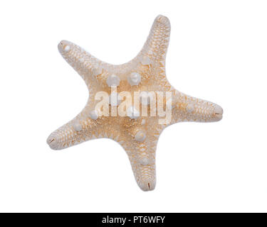 Dried specimen of Knobby Starfish isolated on white background. Horned Sea Star. Chocolate Chip Sea Star. Protoreaster nodosus, Class Asteroidea. Stock Photo