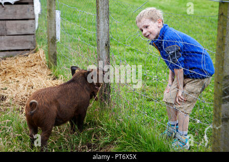 Boy looking through the fence with Kuni Kuni pig Stock Photo