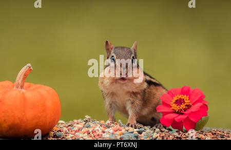 Adorable Eastern Chipmunk (Tamias Striatus) in the fall surrounded by pumpkins and mums