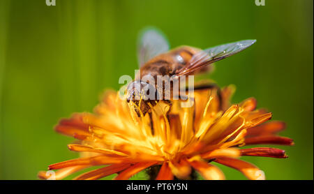 Bee collects nectar from flower crepis alpina Stock Photo