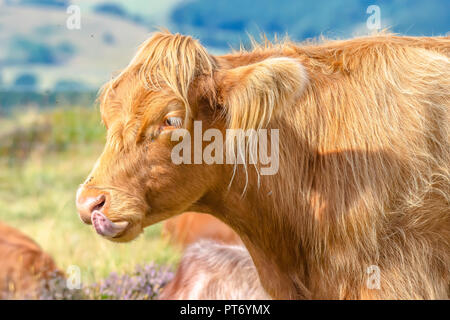 Long haired brown breed of cow showing its tongue.Funny farm animal uk.Portrait of cattle on pasture with selective focus.Blurred land and sky . Stock Photo