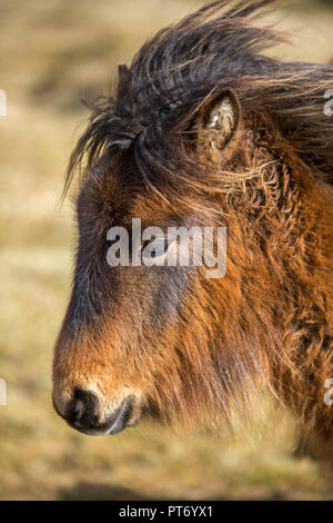 Affectionate Wild Pony on Bodmin Moor, Cornwall Stock Photo