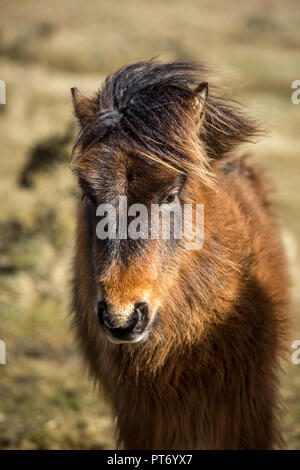 Warm Light on Wild Pony, Bodmin Moor, Cornwall Stock Photo