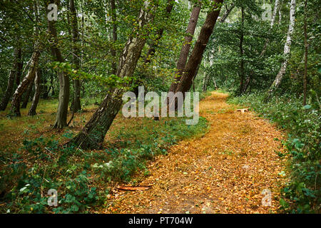 Curved footpath in a forest covered in golden leaves. Stock Photo