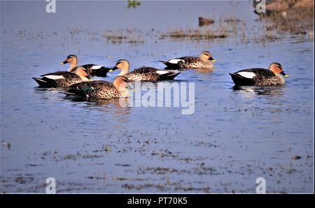 Flock of Indian Spot Billed Duck Stock Photo