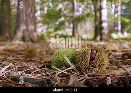 Sweet Chestnut Seeds lying on the ground in woodland having fallen from the trees during autumn / fall Stock Photo