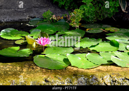 Water lilly Weymouth Red Latin name nymphaea Stock Photo