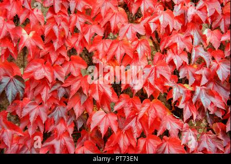 Autumnal leaves in English garden Stock Photo