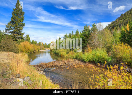 beaver dam on the upper blackfoot river near lincoln, montana Stock Photo