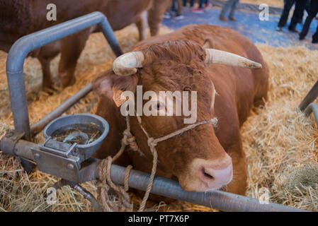 Ambience photography at the 2018 agriculture show Stock Photo