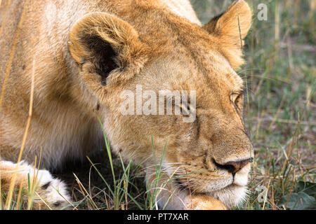 Female lioness resting but studying the safari crowd in Marsai Mara, Kenya, Africa Stock Photo