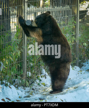 Black Bear Calgary Zoo Alberta Canada Stock Photo