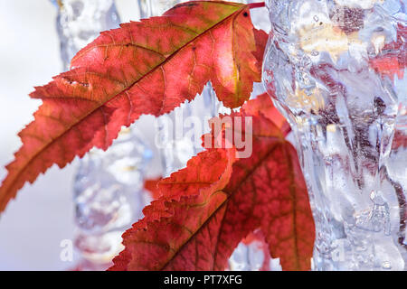 Close-up of an autumn leaves and icicles from the acer negundo tree. Also known as box elder, boxelder maple, ash-leaved maple, and maple ash Stock Photo