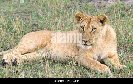 Female lioness resting but studying the safari crowd in Marsai Mara, Kenya, Africa Stock Photo