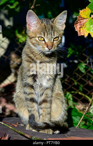 A striped, grey tabby kitten sitting upright in bright sunlight and intensely staring forward, close-up view Stock Photo
