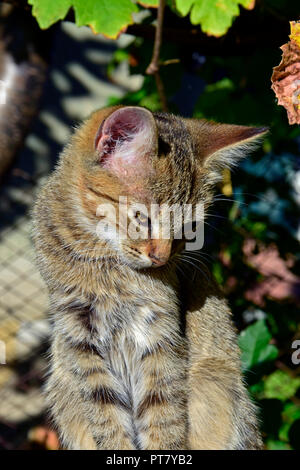 Close-up view on a striped, grey tabby kitten upright sitting in bright sunlight and bowing its head Stock Photo