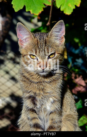 Frontal close-up view on a striped grey tabby kitten sitting upright in bright sunlight, its forward staring being hampered by the strong light Stock Photo