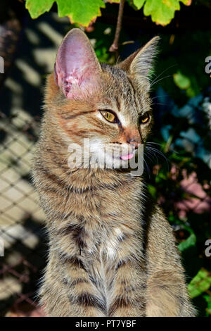 Frontal close-up view on a striped, grey tabby kitten sitting upright in bright sunlight and sticking out the tip of its tongue Stock Photo