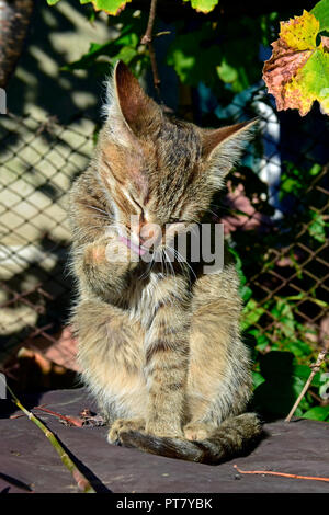 Frontal, close-up view on a striped, grey tabby kitten sitting upright in bright sunlight on a brown tabletop and licking its paw for self-grooming Stock Photo