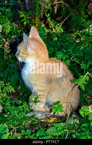 Striped, orange tabby kitten sitting in exploratory manner amidst green vegetation on the ground in bright sunlight, lateral close-up view Stock Photo