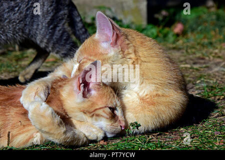 Orange tabby cat mother laying on ground with her son and hugging him with her paws while grooming his fur, lateral close-up view on ground level Stock Photo