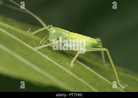 Oak Bush cricket nymph (Meconema thalassinum) on underside of oak leaf. Tipperary, Ireland Stock Photo