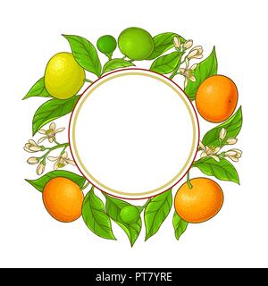 tangerine vector frame on white background Stock Vector