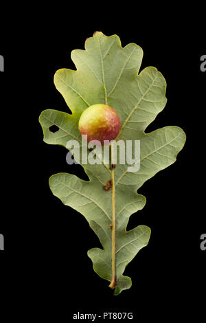 A Cherry gall, caused by the gall wasp Cynips quercusfolii, growing on the leaf of a common oak, Quercus robur. Studio picture on a black background.  Stock Photo