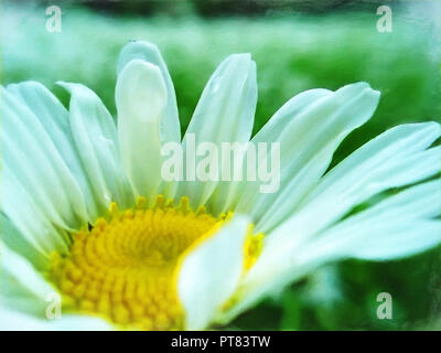 Tender  Chamomile bud. Oil Painting Stock Photo