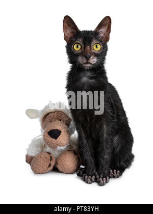 Adorable black Lykoi cat kitten girl sitting beside a faux fur wolf dressed in sheep clothing looking straight at camera with bright yellow eyes, isol Stock Photo