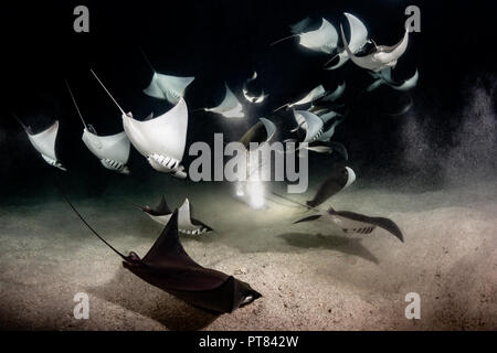 School of Mobula Rays feasting on plankton at night, La Paz, Baja California Sur, Mexico Stock Photo