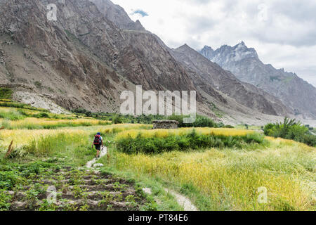 Hiker walks along the wheat fields near Hushe village, Gilgit-Baltistan, Pakistan Stock Photo