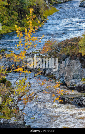 SUILVEN AND RIVER KIRKAIG SUTHERLAND SCOTLAND ASPEN POPULUS WITH YELLOW LEAVES GROWING OVER THE WATER Stock Photo