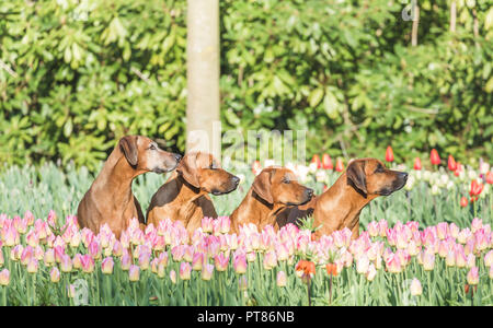 Dogs between Tulips, Keukenhof Gardens, Lisse, Netherlands Stock Photo