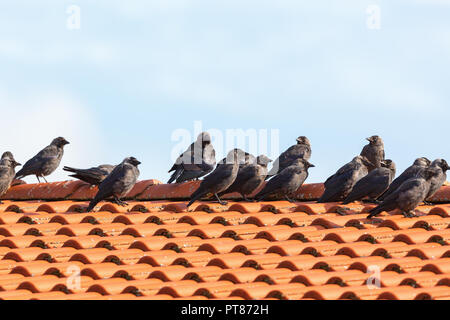 Jackdaws on the roof that sits in row Stock Photo