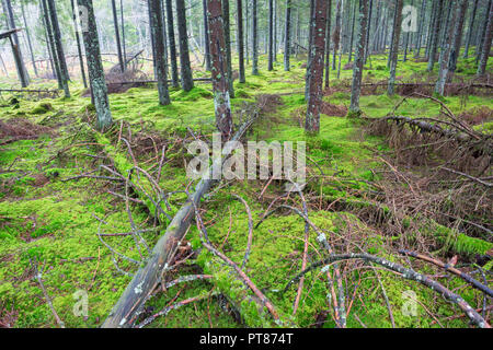 Fallen trees in the coniferous forests Stock Photo