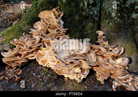 big mushroom on a tree trunk Stock Photo
