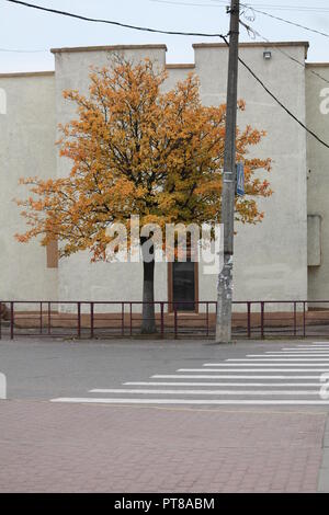 beautiful bright yellow  color foliage on tree near road in city on street in autumn day Stock Photo