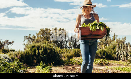 Happy female gardener carrying crate with freshly harvested vegetables in field. Woman working in her farm. Homegrown produce and sustainable living c Stock Photo