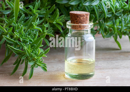 A bottle of mountain savory essential oil with fresh Satureja montana twigs Stock Photo