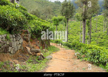 dirt road in tea plantations Stock Photo