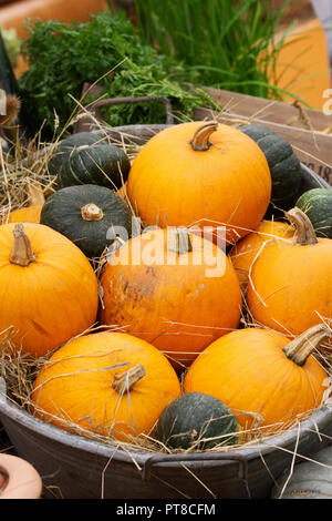 Cucurbita maxima. A bucket of pumpkins at the RHS Malvern Autumn Show.